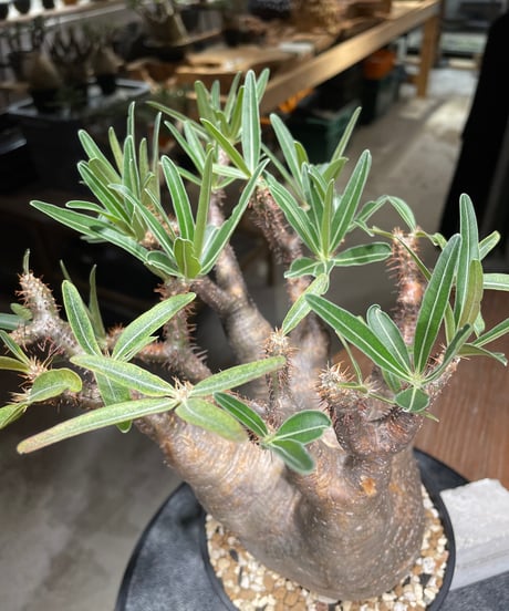 パキポディウム グラキリス　Pachypodium gracilius 　発根済　(gk-531)