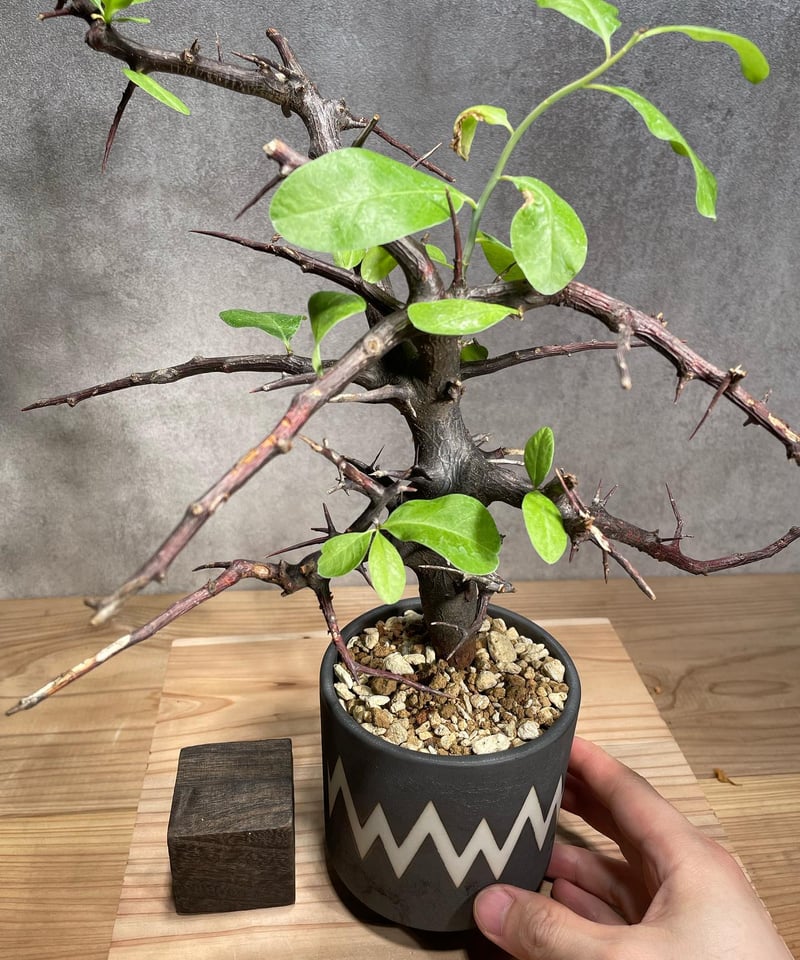 ロストラータ 120cm 発根済み