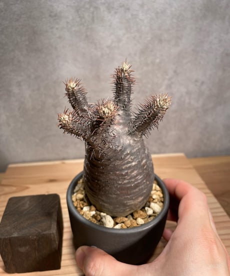 パキポディウム グラキリス　Pachypodium gracilius 　発根済　(商品番号gk-50valiem)  VALIEM 　BOWL　sizeS　(VALIEMタグ付き)