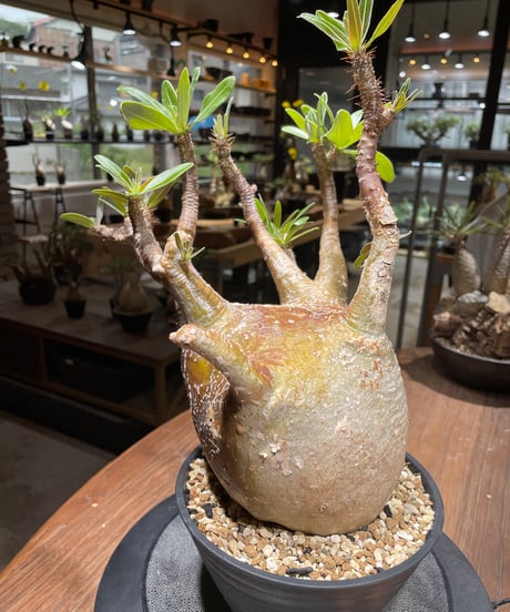パキポディウム グラキリス　Pachypodium gracilius 　発根済　(gk-464)