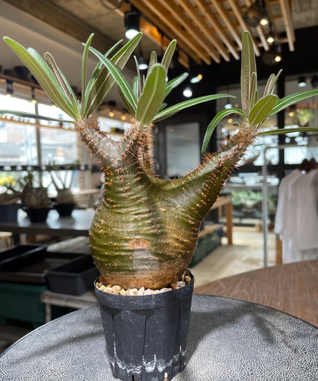 パキポディウム グラキリス　Pachypodium gracilius 　発根済　(gk-555)