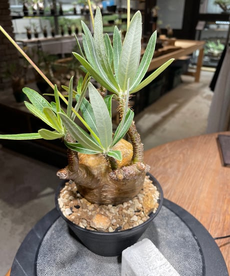 パキポディウム グラキリス　Pachypodium gracilius 　発根済　(gk-470)