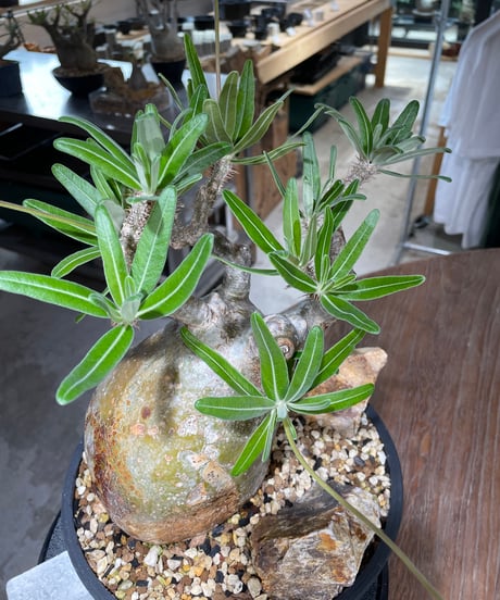 パキポディウム グラキリス　Pachypodium gracilius 　発根済　(gk-549)