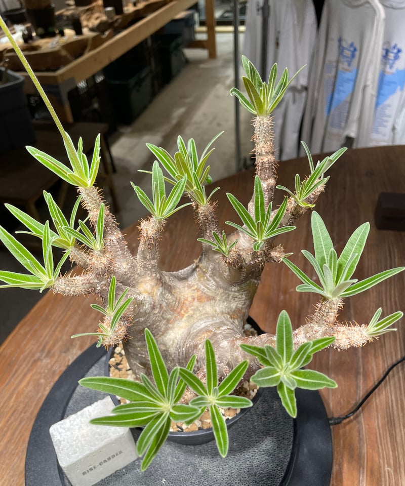200粒種子パキポディウム・グラキリスPachypodium gracilius 10gracilius.jpg