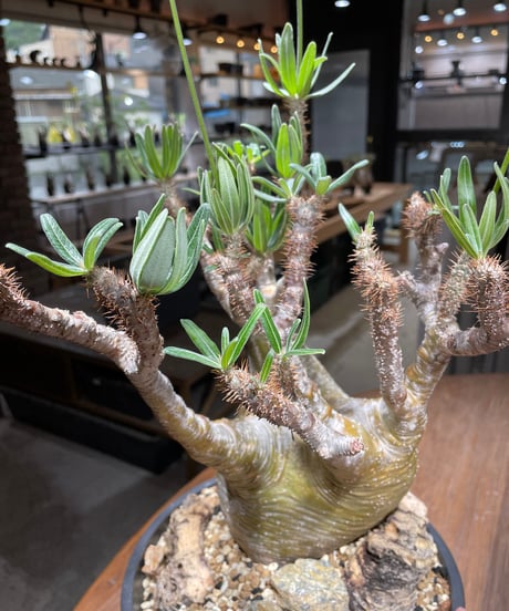 パキポディウム グラキリス　Pachypodium gracilius 　発根済　(gk-449）