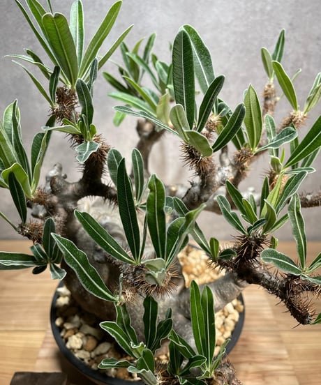 パキポディウム グラキリス　Pachypodium gracilius 　発根済　(商品番号gk-67)