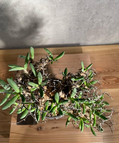 チレコドン レティキュラータス　Tylecodon reticulatus　万物想 　発根済　(商品番号cr-14valiem)VALIEM 　BLOCK　sizeM　(VALIEM巾着、タグ付き)