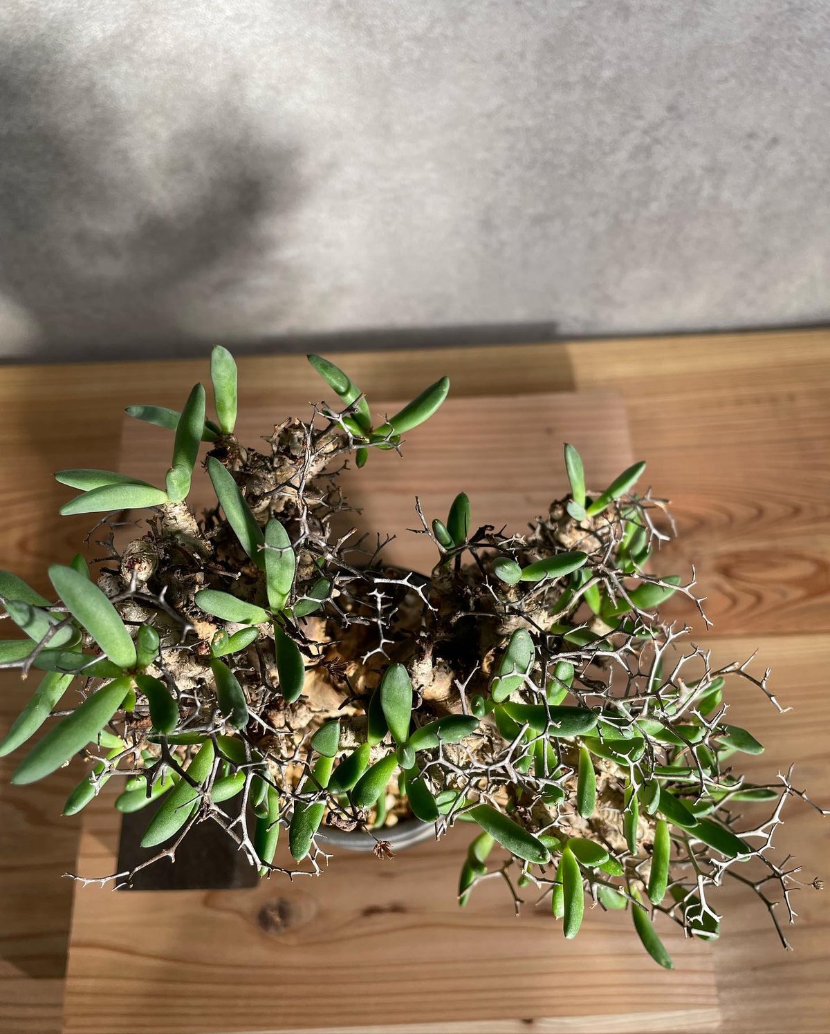 チレコドン レティキュラータス Tylecodon reticulatus 万物想