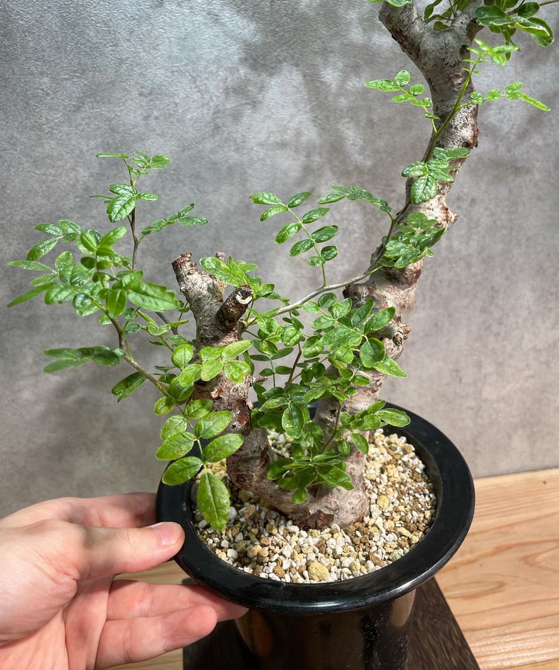 コミフォラ モンストローサ /Commiphora monstrosa 発根済 (幹幅 コミフォラ モンストローサ /Commiphora monstrosa 発根済 (幹幅