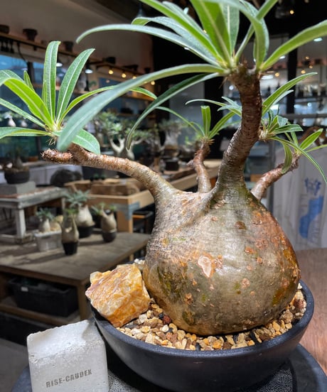 パキポディウム グラキリス　Pachypodium gracilius 　発根済　(gk-389)