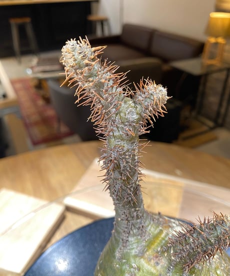 パキポディウム グラキリス　Pachypodium gracilius 　発根済　(商品番号gk-167valiem)