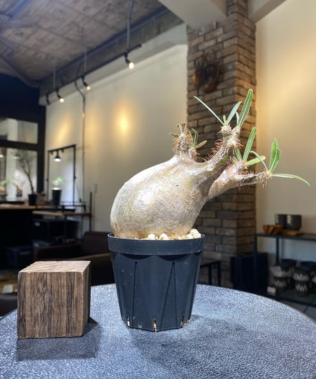 パキポディウム グラキリス　Pachypodium gracilius 　発根済　(商品番号gk-180)