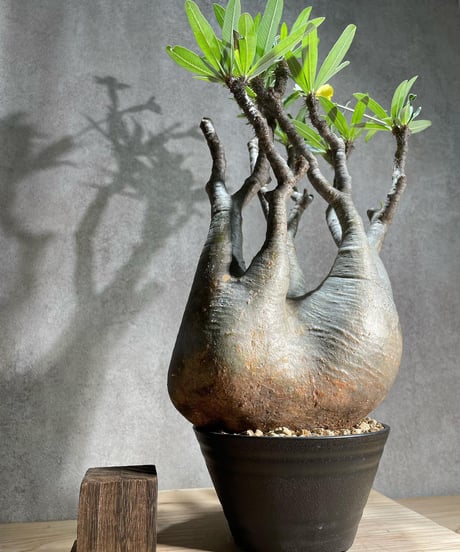 パキポディウム グラキリス　Pachypodium gracilius 　発根済　(商品番号gk-96)