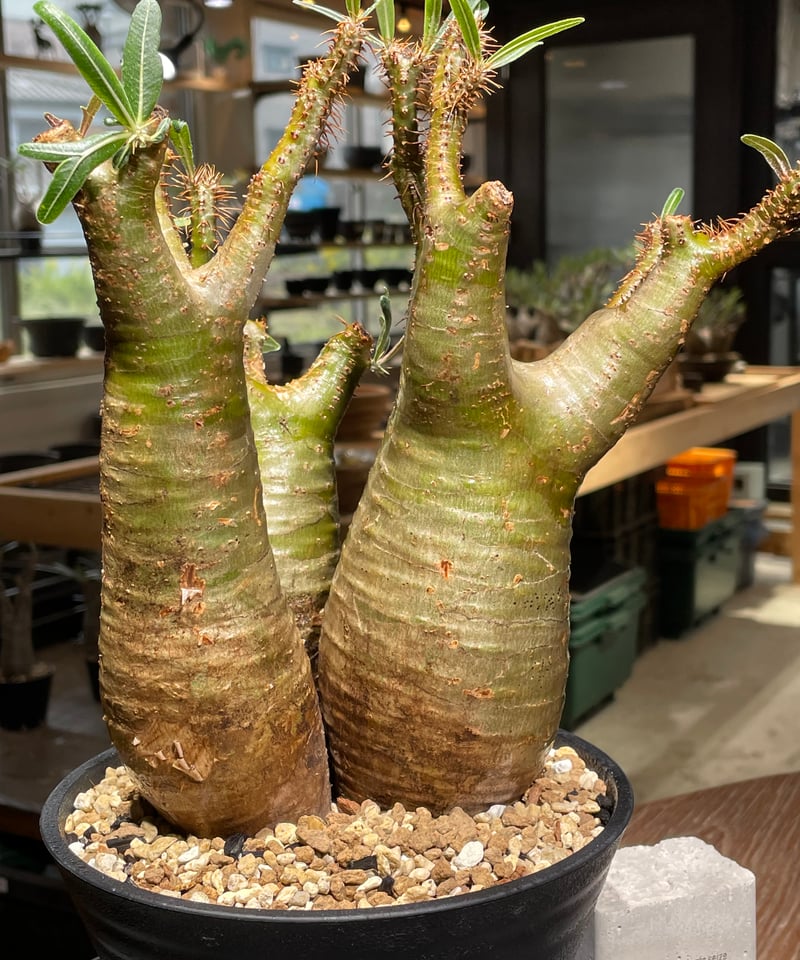 パキポディウム グラキリス(右のみ) パキポディウム グラキリス-PG266 | Supervoid Caudex