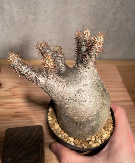 パキポディウム グラキリス　Pachypodium gracilius 　発根済　(商品番号gk-35)
