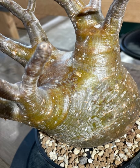パキポディウム グラキリス　Pachypodium gracilius 　発根済　(gk-434)