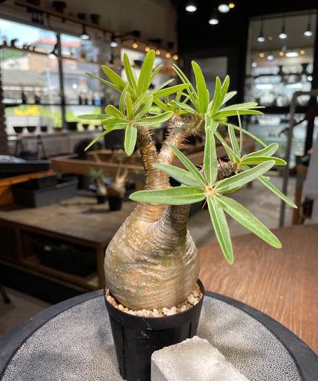 パキポディウム グラキリス　Pachypodium gracilius 　発根済　(gk-487)