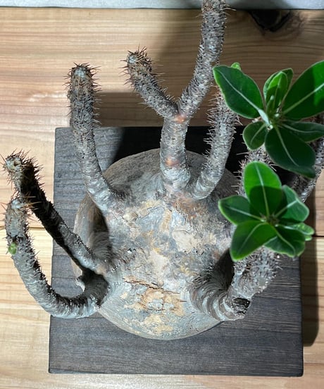 パキポディウム グラキリス　Pachypodium gracilius 　発根済　(商品番号gk-14)