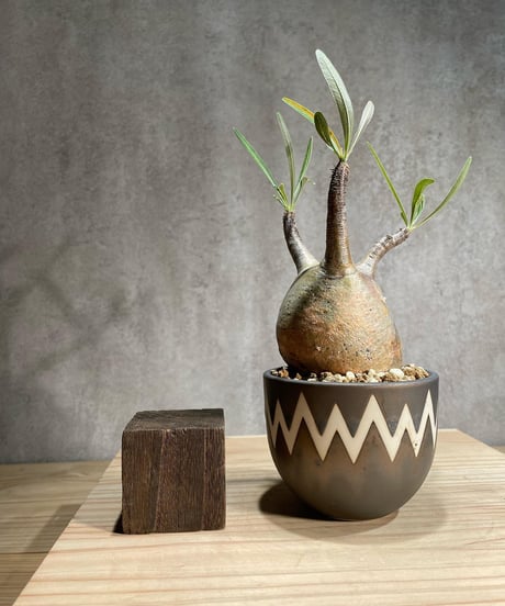 パキポディウム グラキリス　Pachypodium gracilius 　発根済　(商品番号gk-81valiem)  VALIEM 　(VALIEMタグ付き)