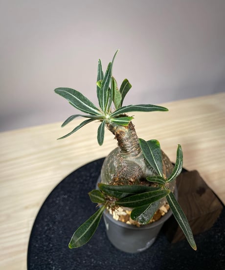 パキポディウム グラキリス　Pachypodium gracilius 　発根済　(商品番号gk-111valiem)VALIEM  (VALIEMタグ付き)