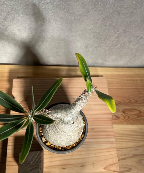 パキポディウム グラキリス　Pachypodium gracilius 　発根済　(商品番号gk-28valiem)  VALIEM 　BLOCK　sizeM　(VALIEM巾着、タグ付き)
