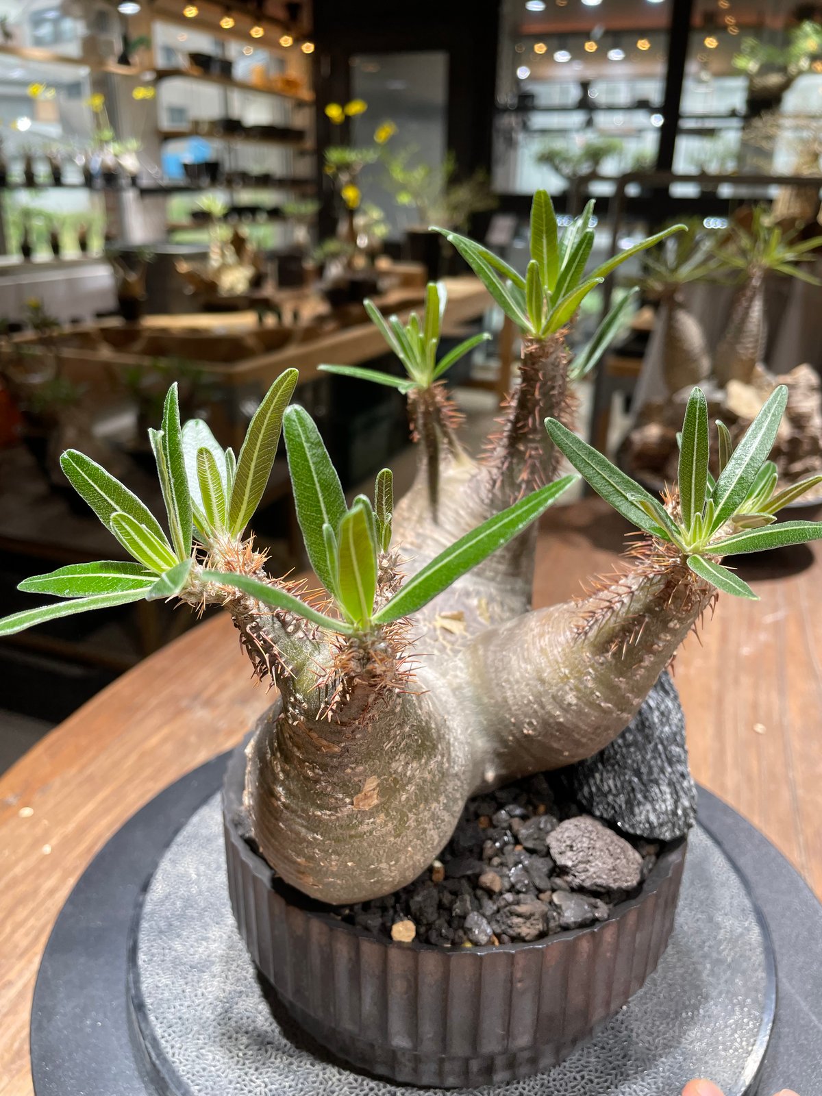 パキポディウム グラキリス 多頭 Pachypodium gracilius 発根済 (gk