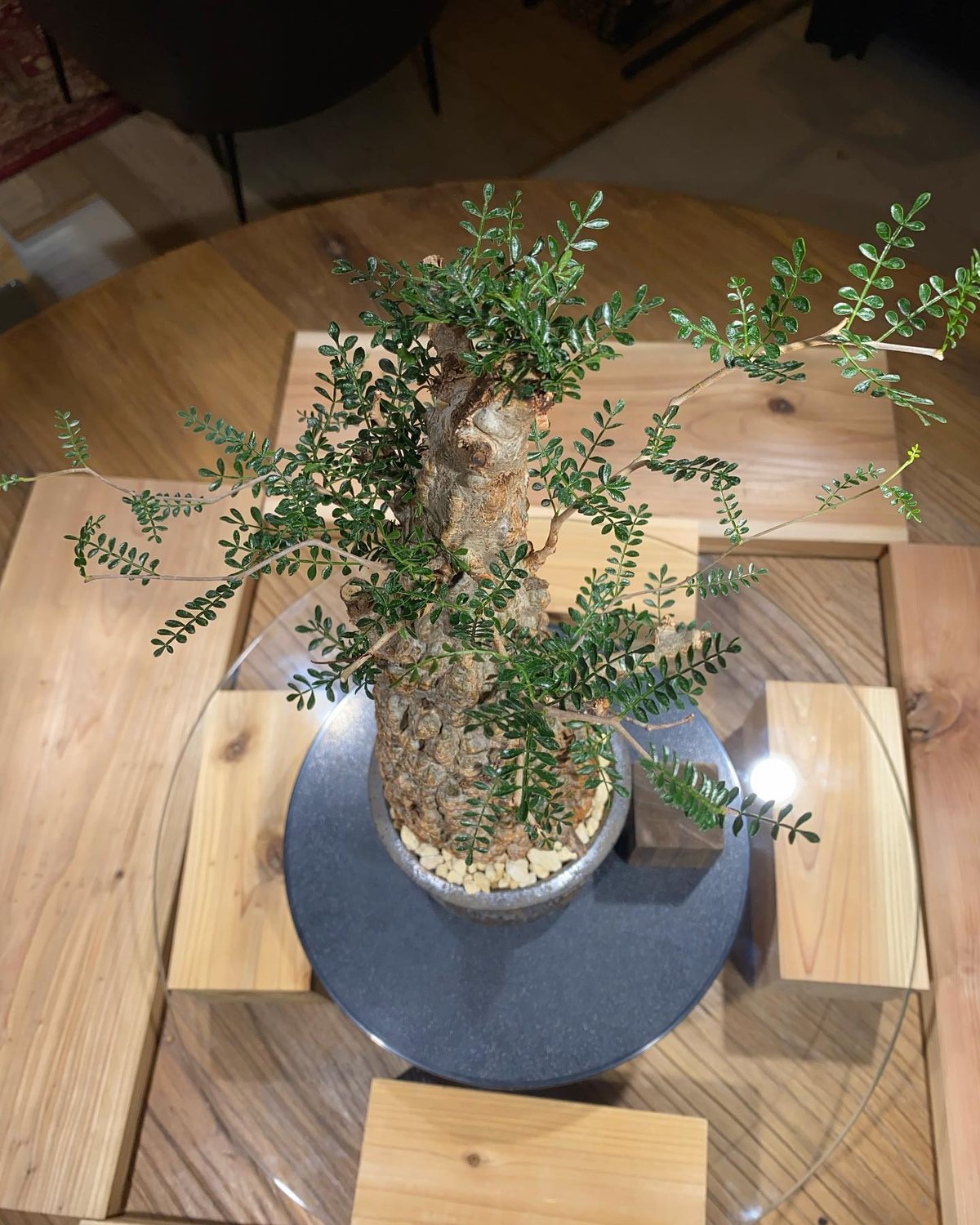 オペルクリカリア パキプス／Operculicarya pachypus 発根済