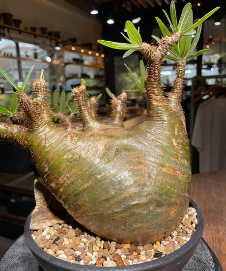 パキポディウム グラキリス　Pachypodium gracilius 　発根済　(gk-536)