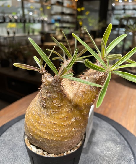 パキポディウム グラキリス　Pachypodium gracilius 　発根済　(gk-460)