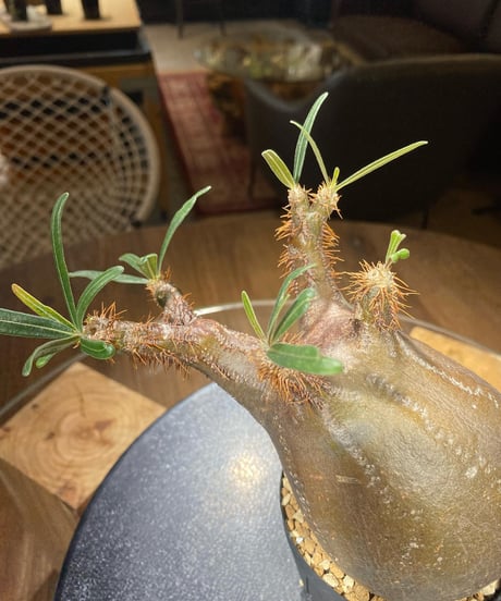 パキポディウム グラキリス　Pachypodium gracilius 　発根済　(商品番号gk-180)