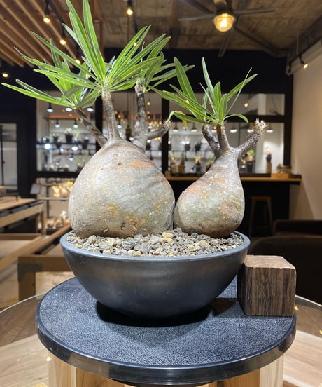 パキポディウム グラキリス　2頭　Pachypodium gracilius 　発根済　(商品番号gk-148)