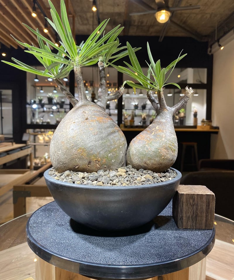 パキポディウム グラキリス 2頭 Pachypodium gracilius 発根済 パキポディウム グラキリス 2頭 Pachypodium gracilius 発根済