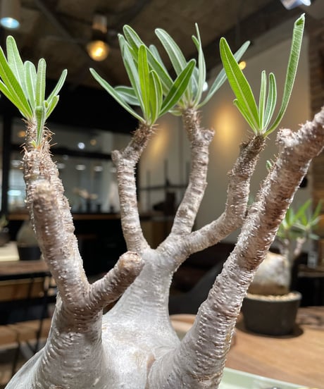 パキポディウム グラキリス　Pachypodium gracilius 　発根済　(gk-374)