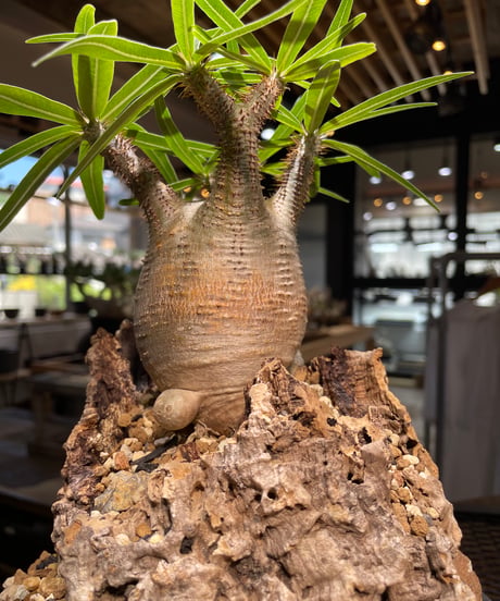 パキポディウム グラキリス　Pachypodium gracilius 　発根済　(gk-499）