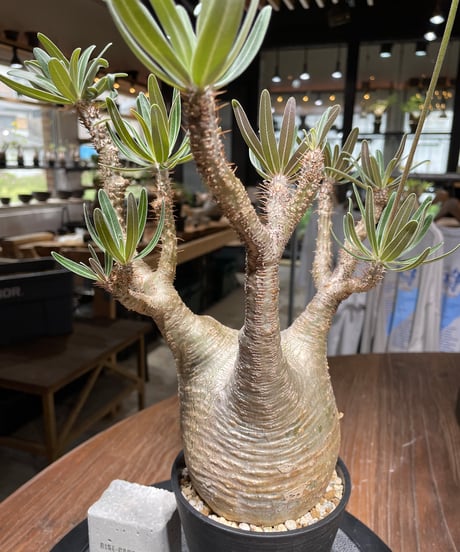 パキポディウム グラキリス　Pachypodium gracilius 　発根済　(gk-438）