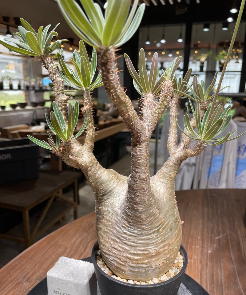 パキポディウム グラキリス Pachypodium gracilius 発根済 (gk-43