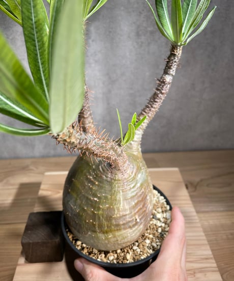 パキポディウム グラキリス　Pachypodium gracilius 　発根済　(商品番号gk-85)