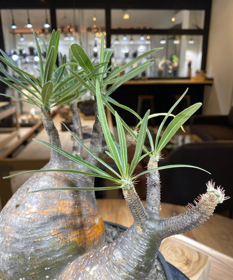 グラキリス 2頭 みやび鉢付き 発根済み パキポディウム グラキリス 2頭 現地球 発根済み 鉢付き - メルカリ