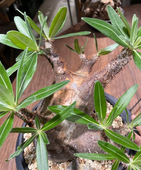 パキポディウム グラキリス　多頭　Pachypodium gracilius 　発根済　(gk-370-2)