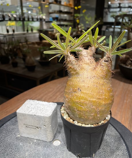 パキポディウム グラキリス　Pachypodium gracilius 　発根済　(gk-460)