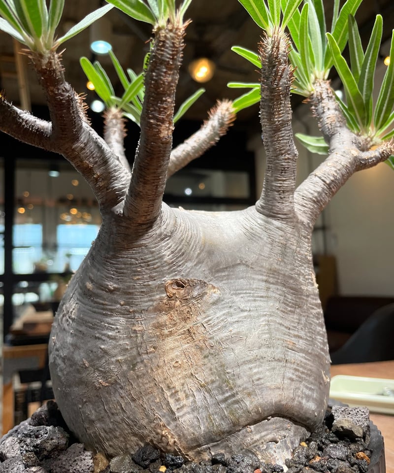 パキポディウム グラキリス Pachypodium gracilius 発根済 (gk-41