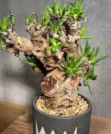 チレコドン レティキュラータス　Tylecodon reticulatus　万物想 　発根済　(商品番号cr-15valiem)VALIEM 　BLOCK　sizeM　(VALIEM巾着、タグ付き)