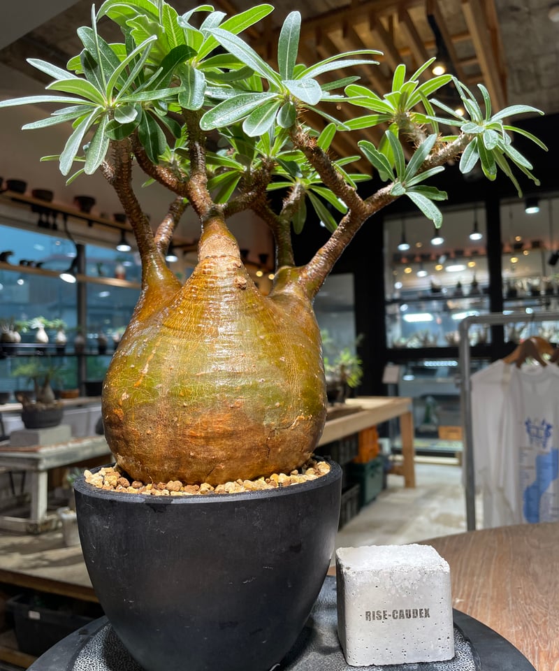 パキポディウム グラキリス Pachypodium gracilius 発根済 (gk-51