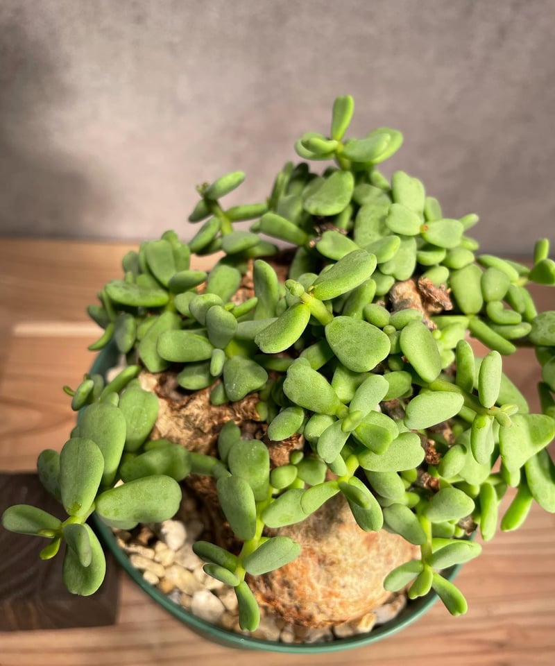 ケラリア ピグマエア／Ceraria pygmaea 発根済 (商品番号pm-3