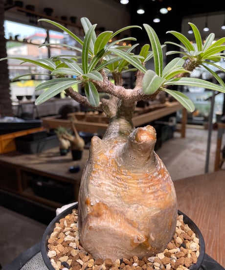 パキポディウム グラキリス　Pachypodium gracilius 　発根済　(gk-493）