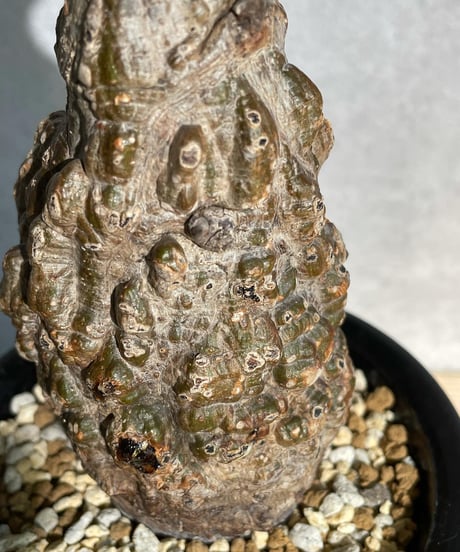オペルクリカリア パキプス／Operculicarya pachypus　発根済   (塊根幅6.5cm)　(商品番号PP-20)