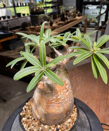 パキポディウム グラキリス　Pachypodium gracilius 　発根済　(gk-493）