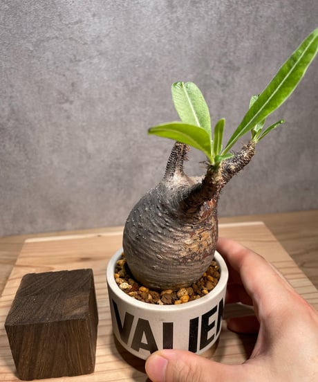 パキポディウム グラキリス　Pachypodium gracilius 　発根済　(商品番号gk-65valiem)  VALIEM 　(VALIEMタグ付き)
