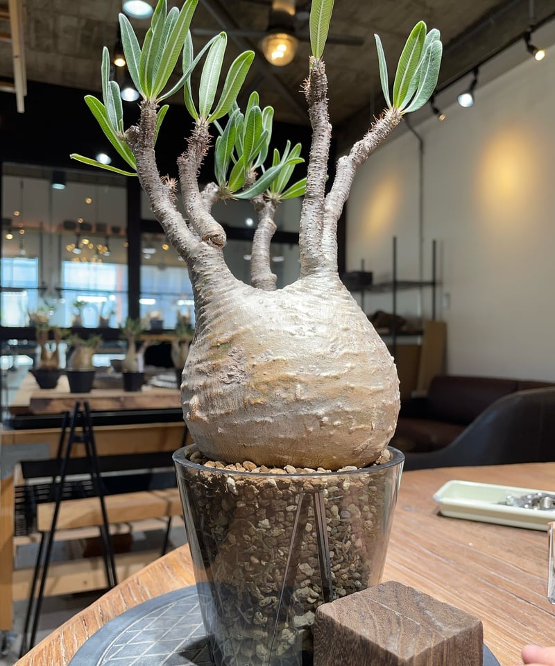 パキポディウム グラキリス Pachypodium gracilius 発根済 (gk-40