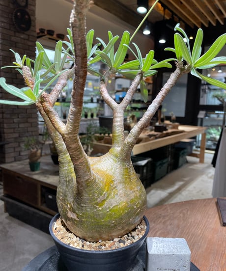パキポディウム グラキリス　Pachypodium gracilius 　発根済　(gk-471)